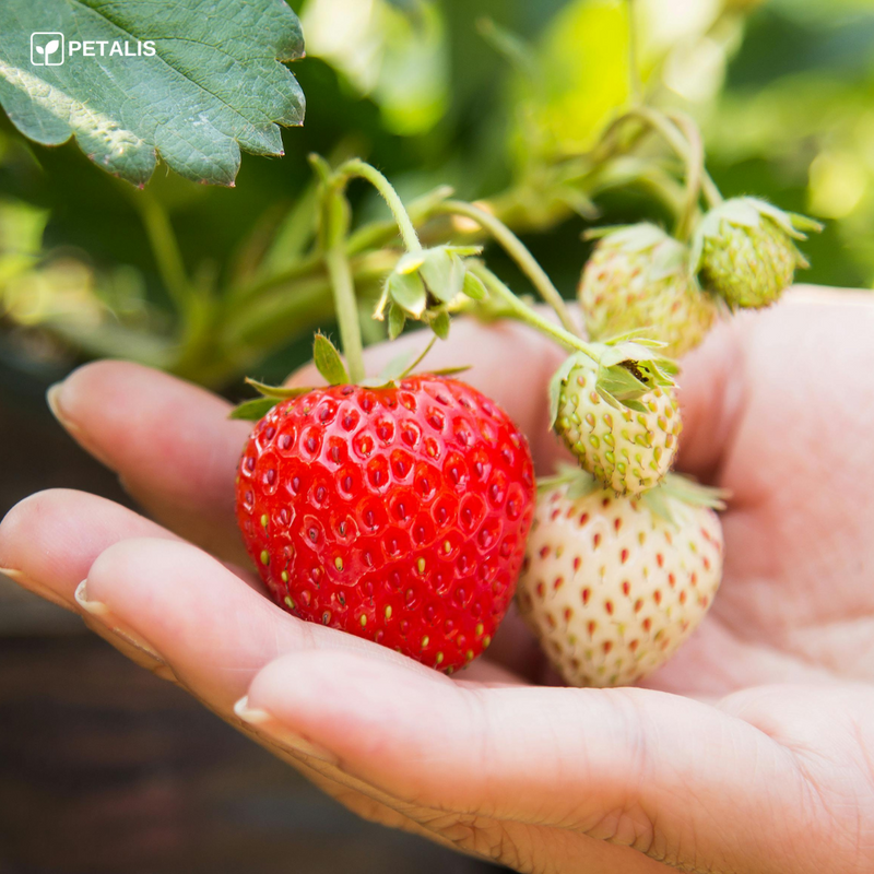 Semillas de Fresa Petalis