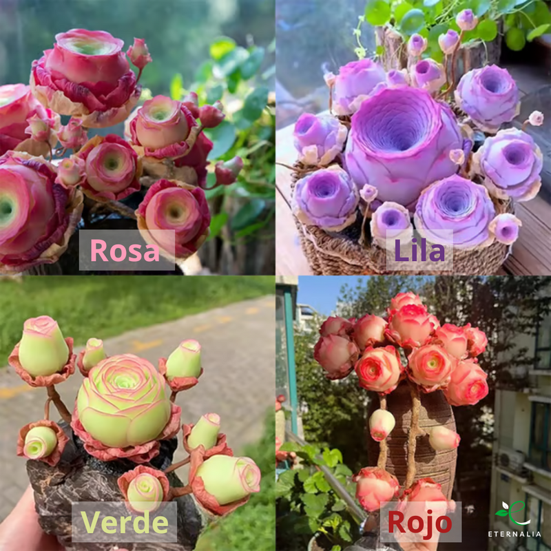 Semillas de planta Suculenta Eternalia