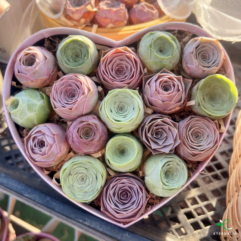 Semillas de planta Suculenta Eternalia