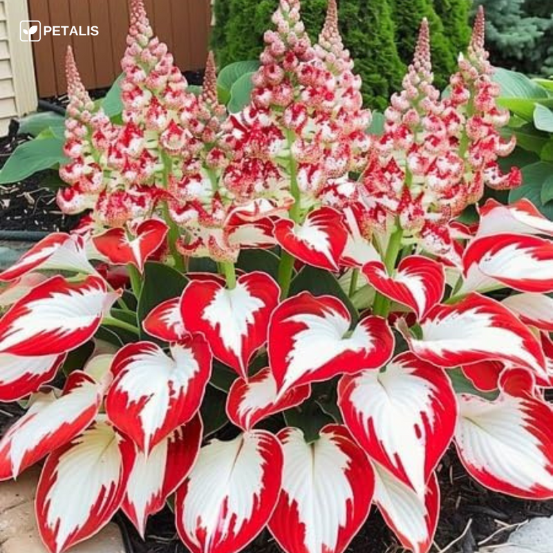 Semillas exóticas de flores Petalis