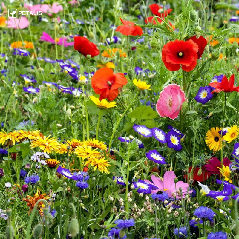 Mezcla de semillas de flores Petalis